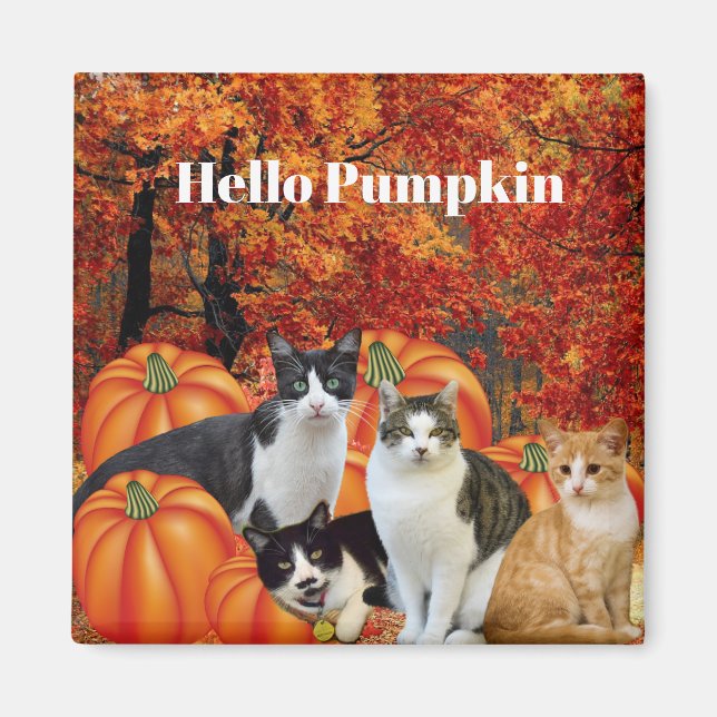 Hello Pumpkin Fall Season Cats in Pumpkin Patch Magnet (Front)