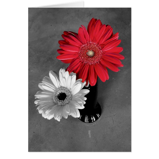 Hello Red Color Splash Gerber Daisy Photo (Front)
