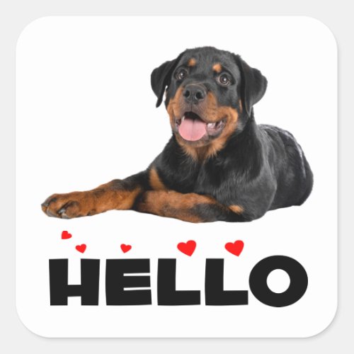  Hello Rottie Puppy Dog Cute Rottweiler   Square Sticker