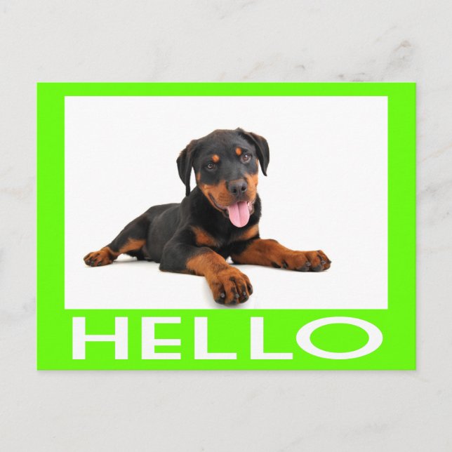 Hello Rottweiler Puppy Dog Greeting Postcard (Front)
