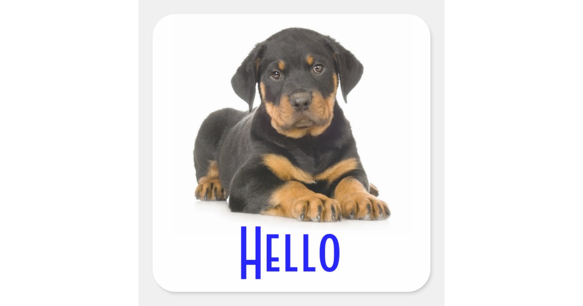 Hello Rottweiler Puppy Dog Greeting Stickers | Zazzle