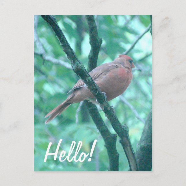 Hello! Saying Hi Cardinal on Branch Postcard (Front)