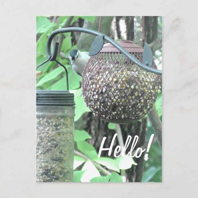 Hello! Saying Hi Cute Bird on Bird Feeder Postcard (Front)