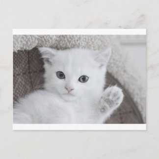 "Hello!" says this sweet and cute white baby Kitty Postcard