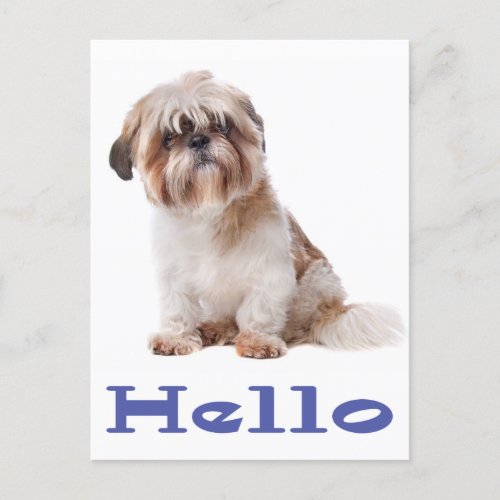 Hello Shih Tzu Puppy Dog _ Thinking of you Friend Postcard