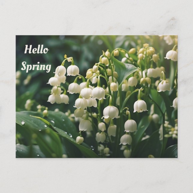Hello Spring Lily of the Valley Flowers Postcard (Front)