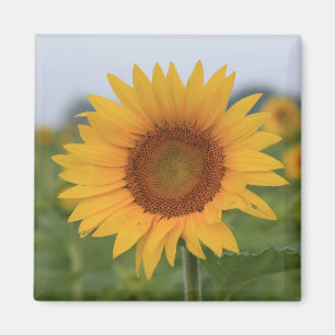 Hello Sunflower Magnet