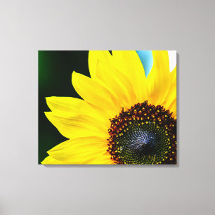 Hello Sunshine Sunflower Canvas Print