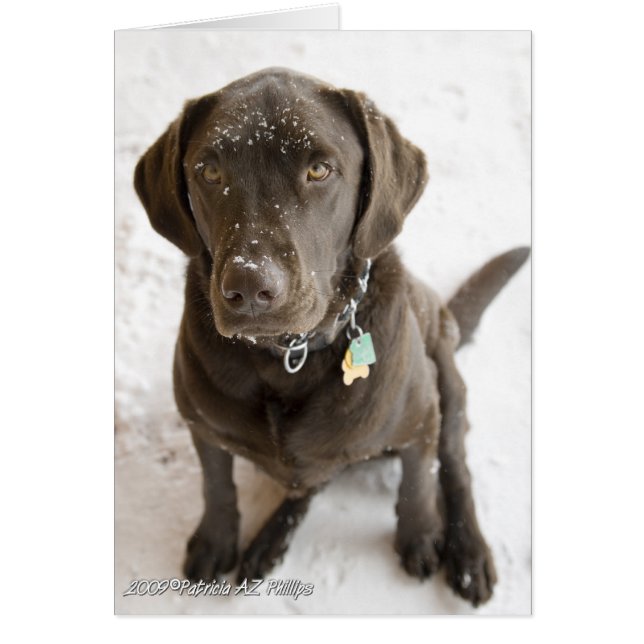 Hello Sweet Labrador Retriever Snow Sprinkled Cards (Front)