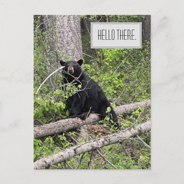 Hello There Black Bear Postcard (Front)