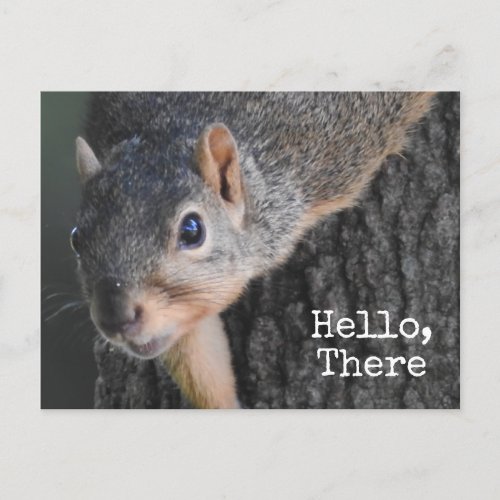 Hello There Cute Squirrel Photo Postcard