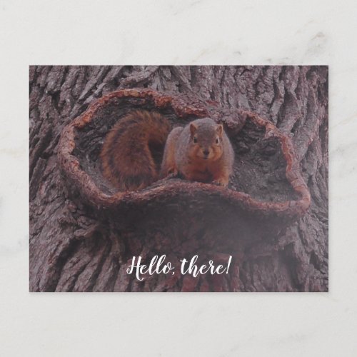 Hello There Cute Squirrel Photography  Postcard