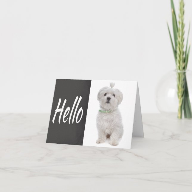 Hello White Maltese Puppy Dog Chalkboard Note Card (Front)