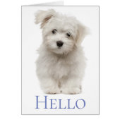 Hello White Maltese Puppy Dog Thinking Of You (Front)