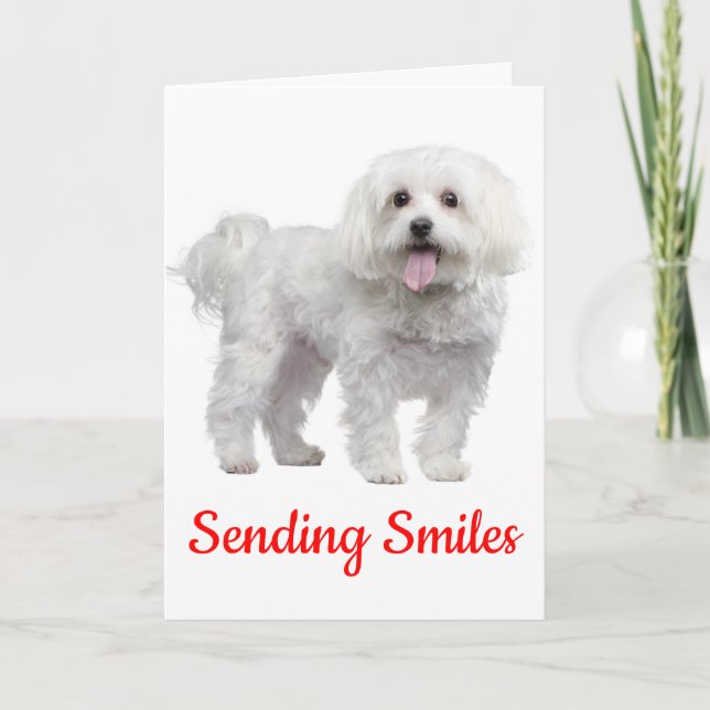 Hello White Maltese Puppy Dog Thinking Of You Card (Front)
