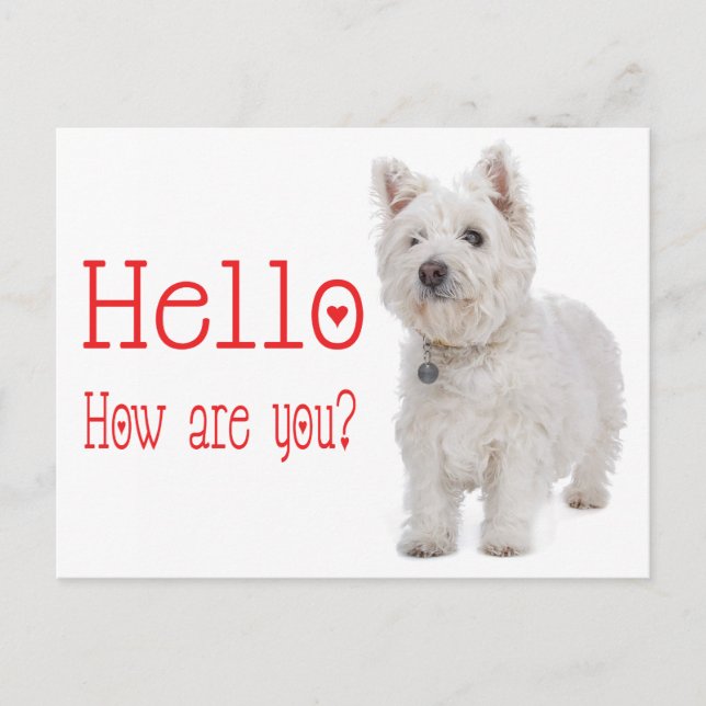 Hello White West Highland Terrier Puppy Dog Postcard (Front)