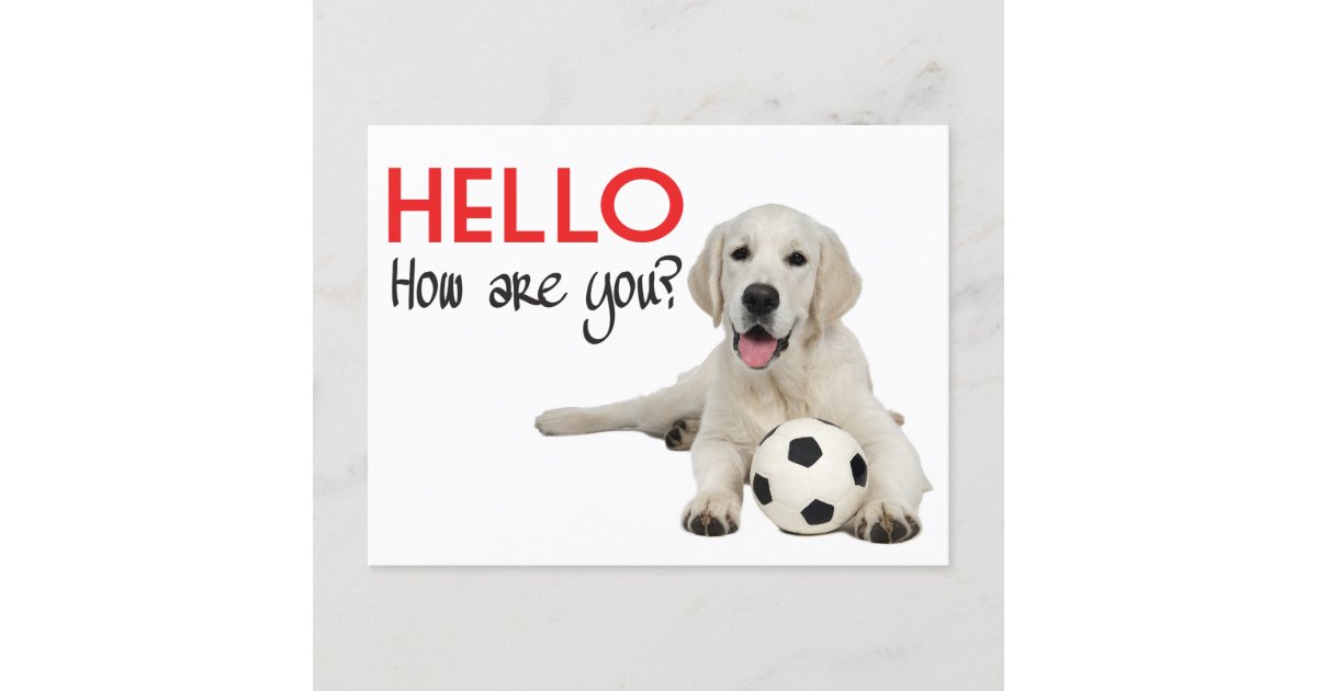 Hello Yellow Labrador Retriever Post Card | Zazzle