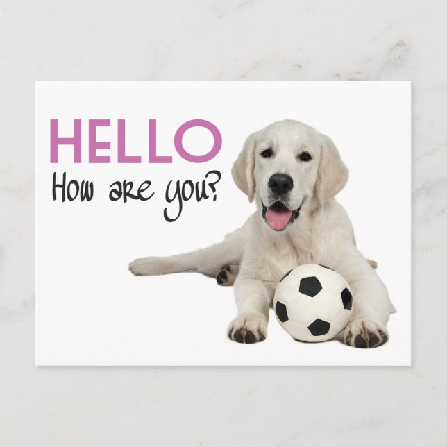 Hello Yellow Labrador Retriever Post Card (Front)