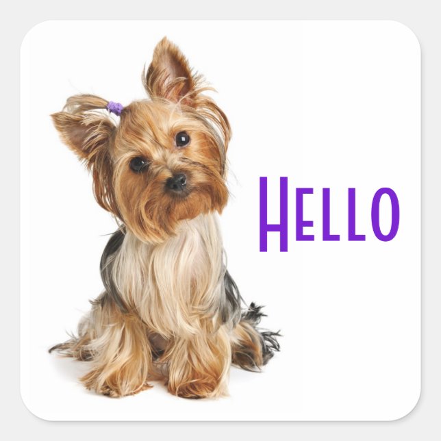 Hello  Yorkshire Terrier Yorkie Puppy Dog Stickers (Front)