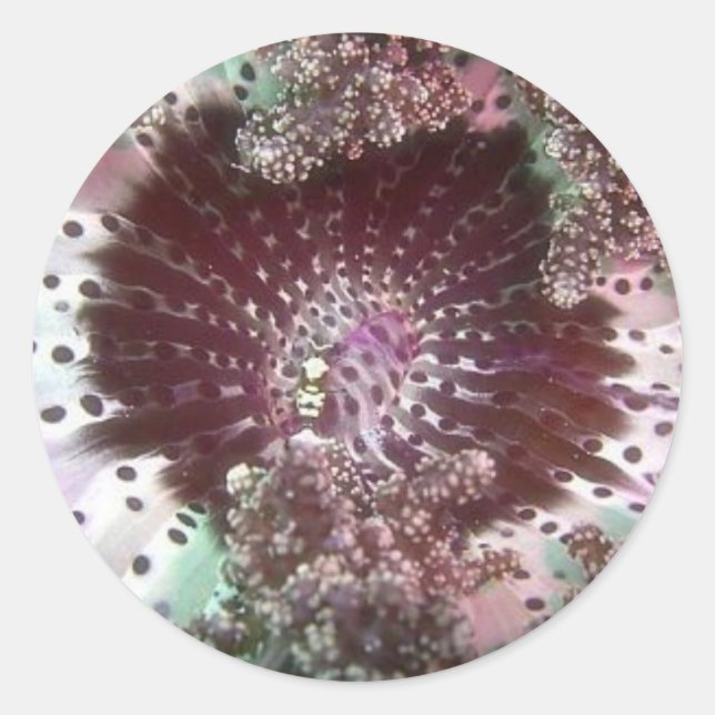 Hellsfire Anemone Classic Round Sticker (Front)