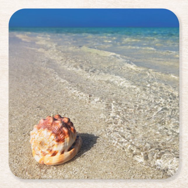 Helmet Shell In Tropical Lagoon| Cassis Rufa Square Paper Coaster (Front)