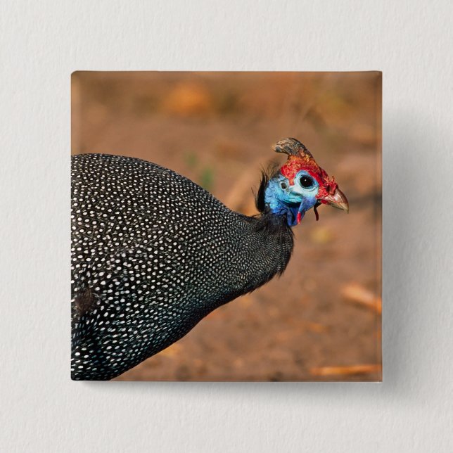 Helmeted Guinea Fowl (Numida meleagris). Africa, Button (Front)