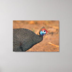 Helmeted Guinea Fowl (Numida meleagris). Africa, Canvas Print