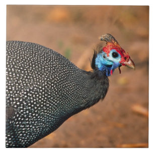 Helmeted Guinea Fowl (Numida meleagris). Africa, Ceramic Tile