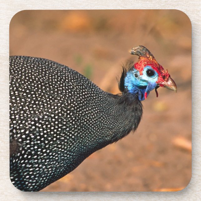 Helmeted Guinea Fowl (Numida meleagris). Africa, Coaster (Front)