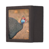 Helmeted Guinea Fowl (Numida meleagris). Africa, Gift Box (Front Left)