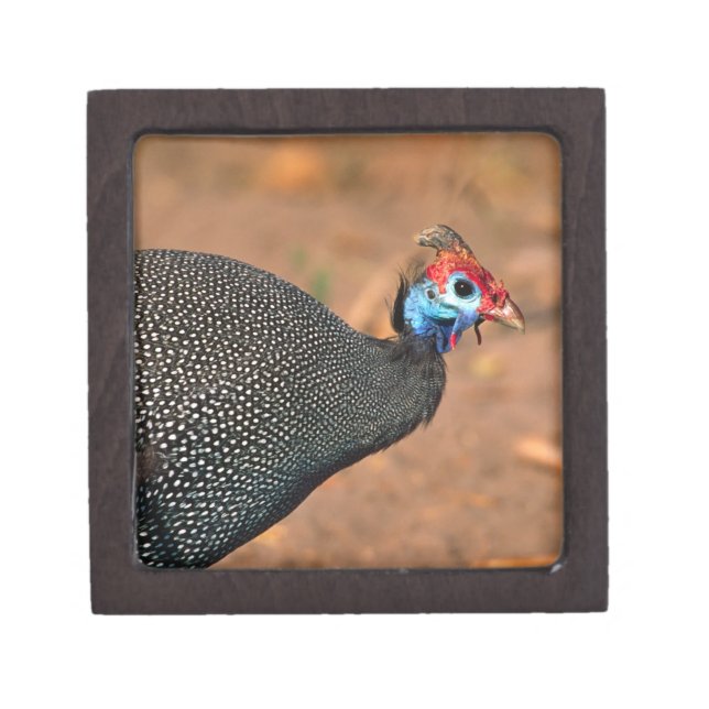 Helmeted Guinea Fowl (Numida meleagris). Africa, Gift Box (Front)