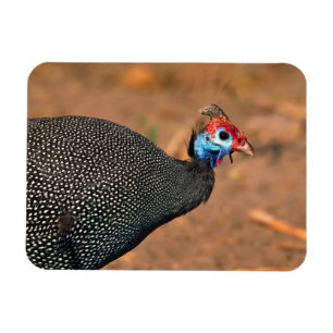 Helmeted Guinea Fowl (Numida meleagris). Africa, Magnet