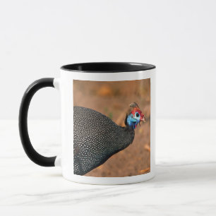 Helmeted Guinea Fowl (Numida meleagris). Africa, Mug
