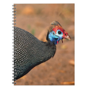 Helmeted Guinea Fowl (Numida meleagris). Africa, Notebook