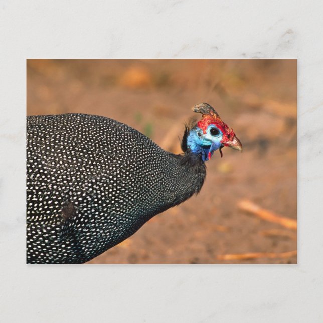 Helmeted Guinea Fowl (Numida meleagris). Africa, Postcard (Front)