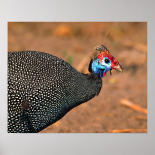 Helmeted Guinea Fowl (Numida meleagris). Africa, Poster