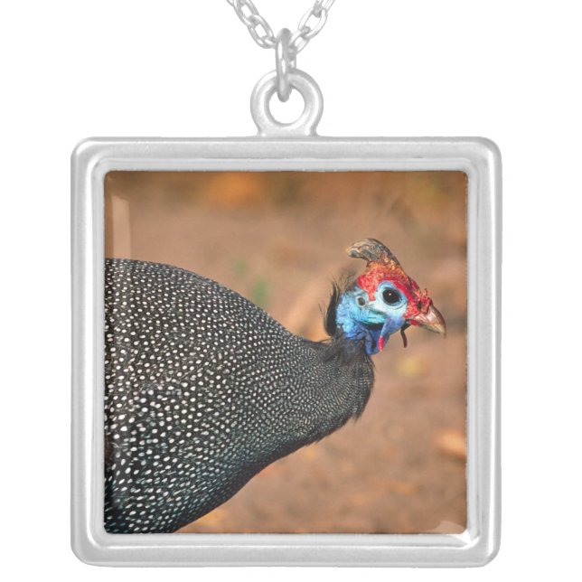 Helmeted Guinea Fowl (Numida meleagris). Africa, Silver Plated Necklace (Front)