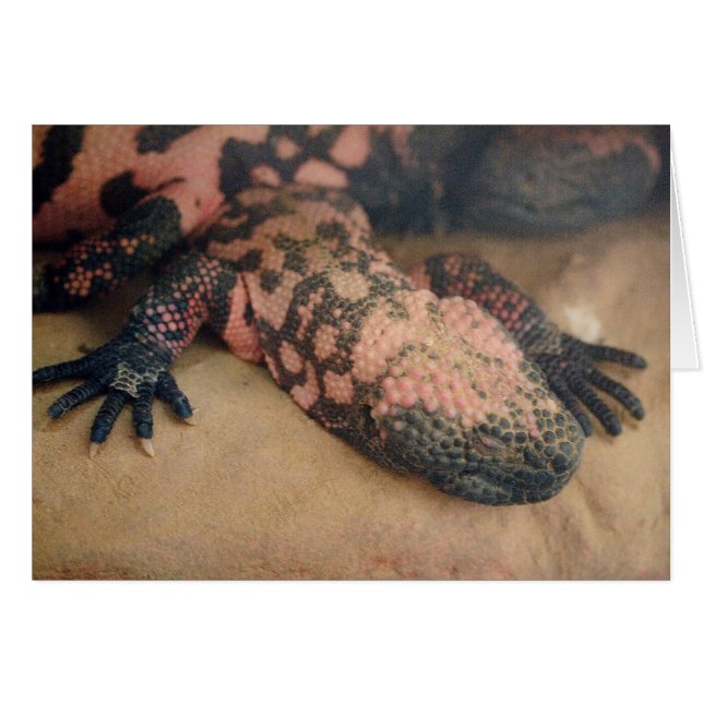 Heloderma suspectum cards (Front Horizontal)