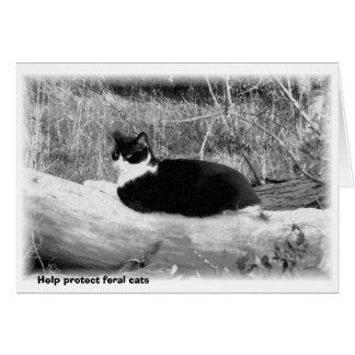 Help protect feral cats cards
