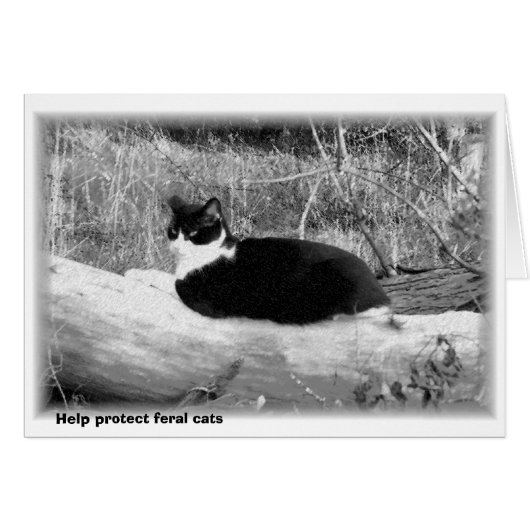 Help protect feral cats cards (Front Horizontal)