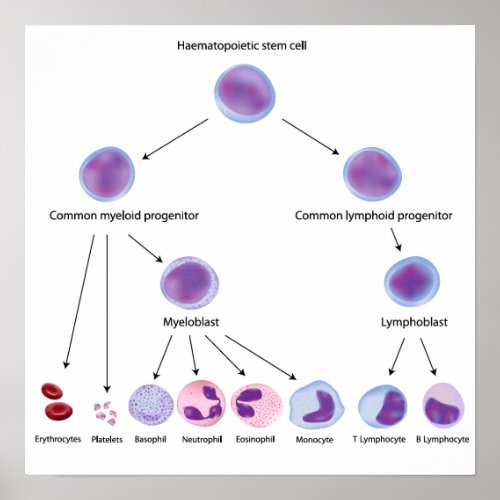 Hematopoiesis Poster