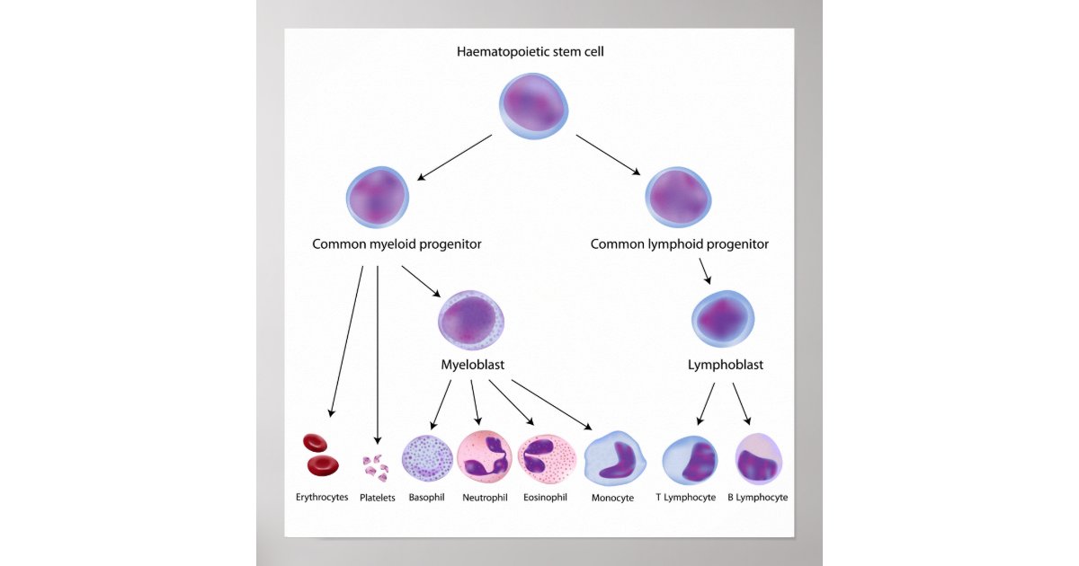 Hematopoiesis Poster | Zazzle