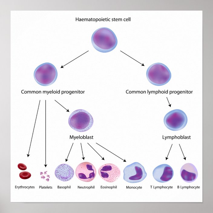 Hematopoiesis Poster | Zazzle.com