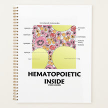 Hematopoietic Inside Blood Cell Formation