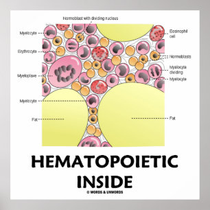 Hematopoietic Inside (Blood Cell Formation) Poster