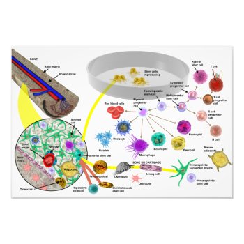 Hematopoietic Stem Cells Poster by ScienceSpot at Zazzle