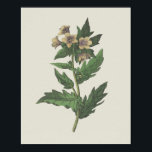 Hembane Wildflower Botanical Poster<br><div class="desc">a vintage hembane wildflower.</div>