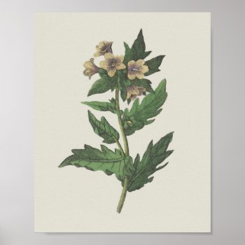 Hembane Wildflower Botanical Poster by nikkilynndesign at Zazzle
