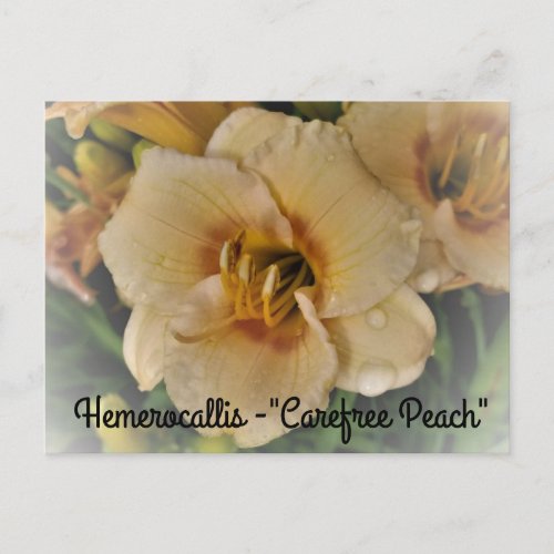 Hemerocallis _ Carefree Peach Postcard