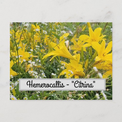 Hemerocallis _ Citrina Postcard